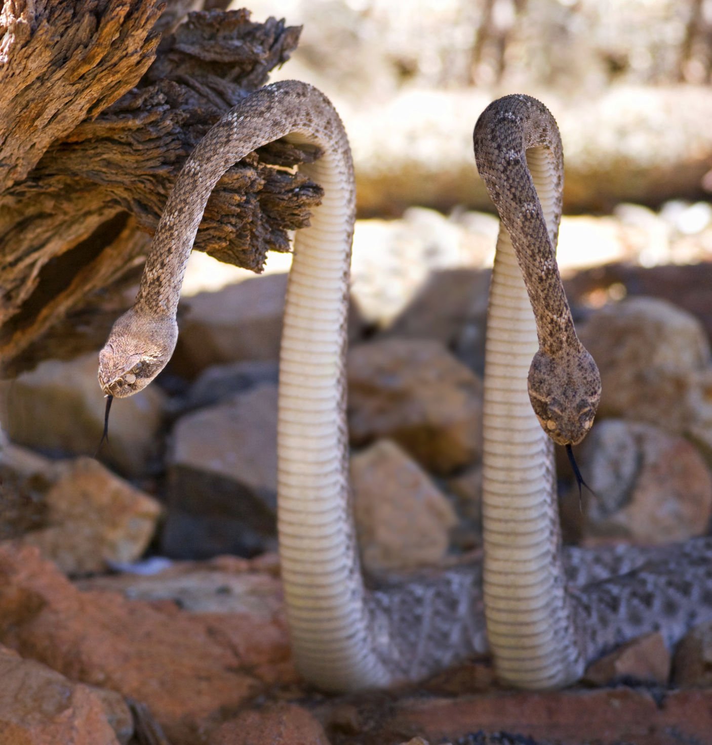 Other possible deterrents